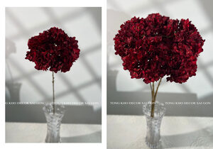 Cẩm tú cầu lớn (thân dài)